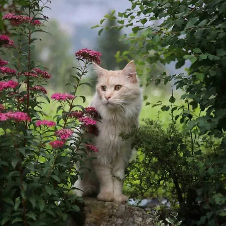 Gæstehus Stoffenbauer Ramsau am Dachstein