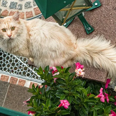 Stoffenbauer Casa de hóspedes 3*