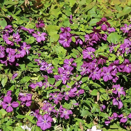 Gæstehus Stoffenbauer