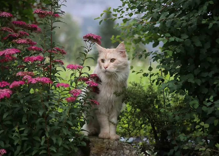 Affittacamere Stoffenbauer Ramsau am Dachstein