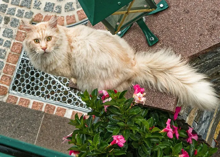 Stoffenbauer Affittacamere 3*